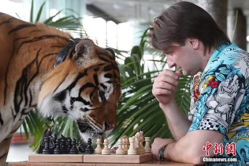 棋逢对手！俄罗斯驯兽师把猛虎当“棋友”