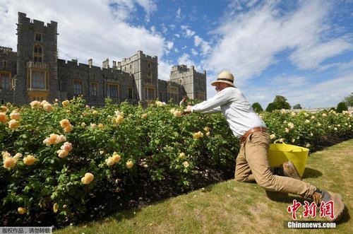 英国温莎城堡东露台花园40年来将首度向公众开放