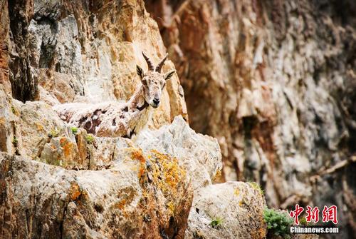 成群岩羊在三江源陡峭山地嬉戏 