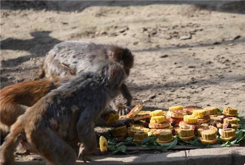 百猴中秋宴开席！动物小伙伴赏秋吃月饼