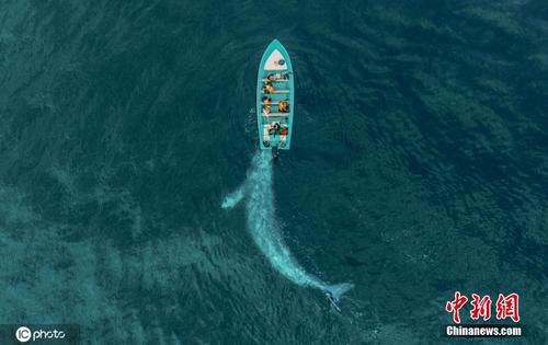 墨西哥灰鲸邂逅游客 热情友好上前“帮忙”推船