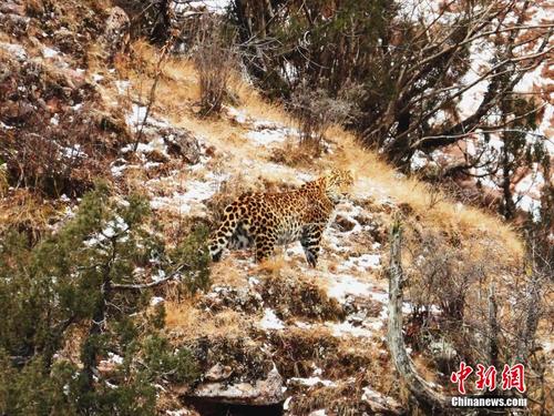 三江源国家公园牧民及生态体验者巧遇金钱豹、雪豹 