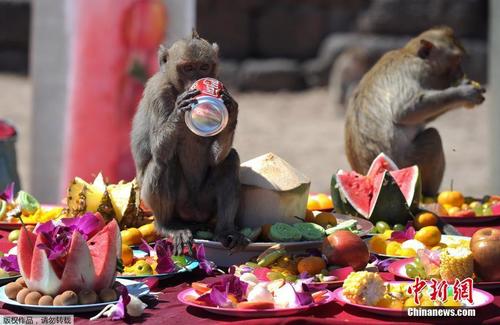 泰国举办年度“猴子自助餐节” 众猴吃吃喝喝嗨爆了