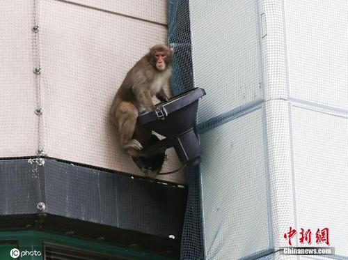 日本闹市区突现猴子“逛大街” 众人合力围捕