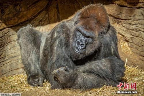 美国动物园数只大猩猩感染新冠病毒 已有咳嗽症状
