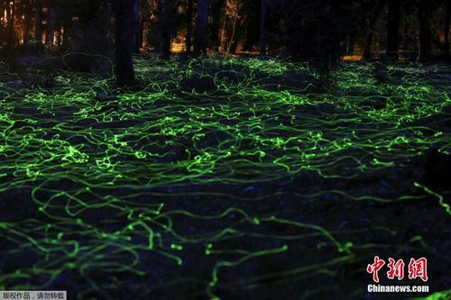 来自萤火虫的艺术 智利一处森林夜间上演“灯光秀” 