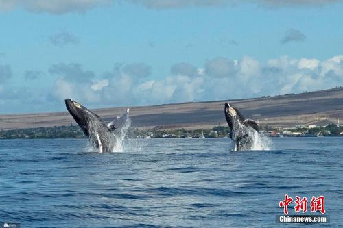 两头鲸鱼同时跃出水面 上演罕见同步画面