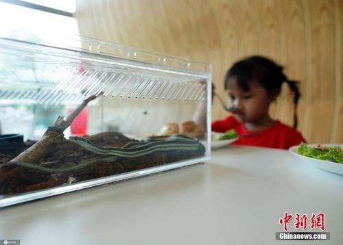 泰国曼谷现重口味“蛇咖啡馆”