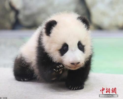 日本动物园公布大熊猫幼崽萌照 
