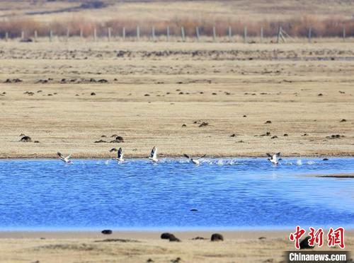 额尔古纳迎候鸟迁徙高峰 数千万过境鸟儿飞抵中国最后一站