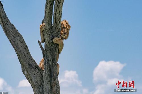 肯尼亚雄狮被水牛追赶围攻 爬上树躲避数小时
