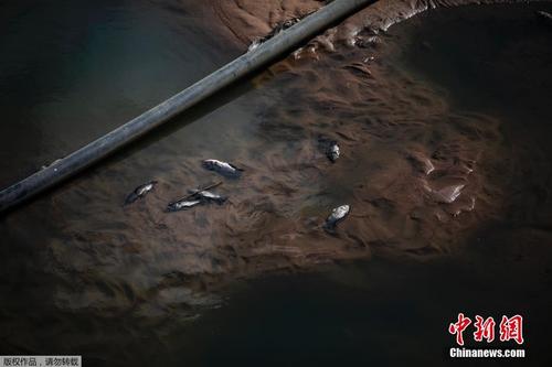 南非自然保护区部分生物死亡