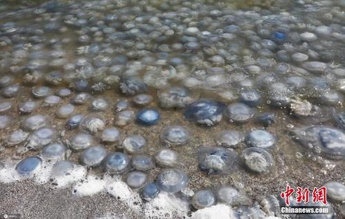 密密麻麻！克里米亚海滩遭大量水母“入侵”