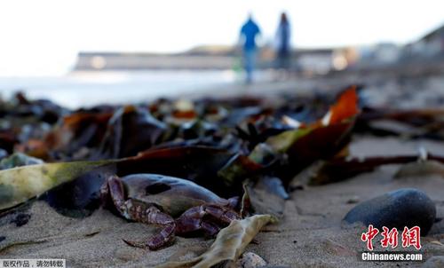 大量海洋生物尸体被冲上英国海滩