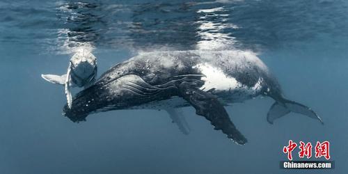 温馨感人！座头鲸宝宝与母亲亲密互动