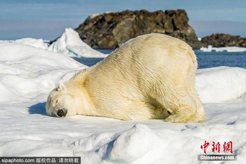北极熊冰上酣睡 屁股撅起模样滑稽