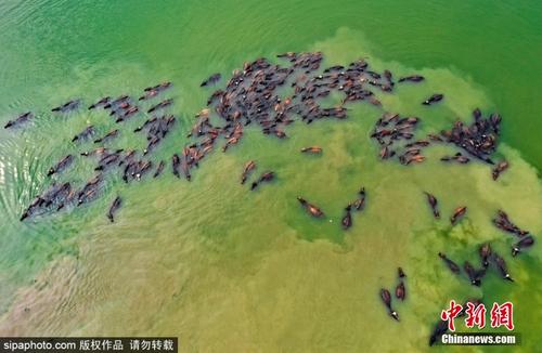 航拍孟加拉国大群水牛河中泡澡降温壮观场面