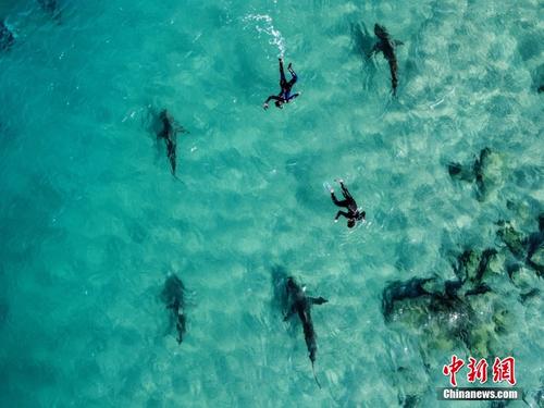 鲨鱼群聚集以色列海岸 航拍潜水员共泳画面震撼