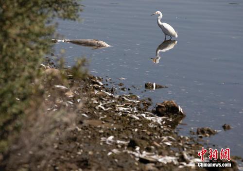 美国旧金山湾多处水域出现大量死鱼