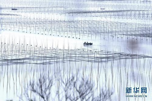 福建霞浦“海上农场”紫菜丰收 