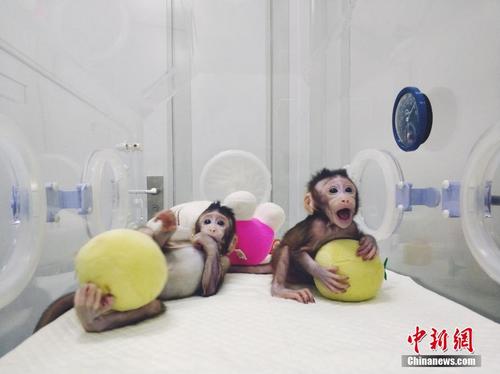 中国科学家成功培育全球首个体细胞克隆猴
