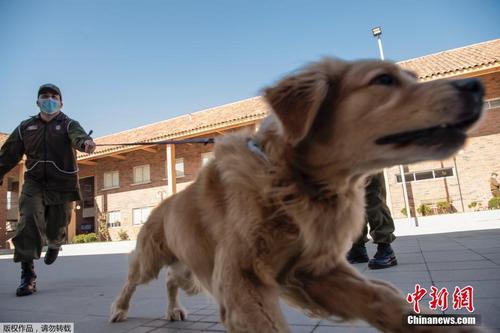 智利警犬特训 可识别感染新冠病毒的人群 
