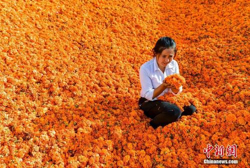 新疆于田种植万寿菊 当地民众花海“淘金”