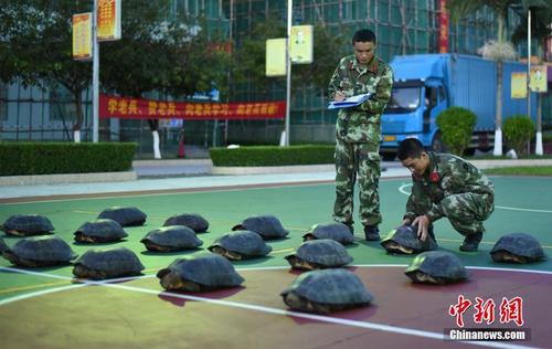 广西边防查获亚洲巨龟