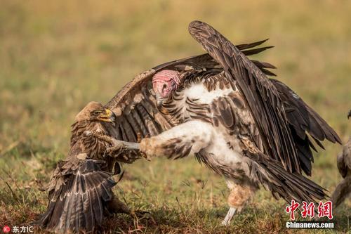 非洲秃鹫与鹰陷入夺食大战 