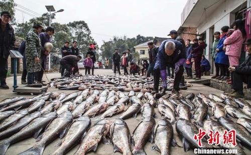 江西仙女湖冬捕数万斤鲜鱼成堆 