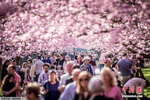 哥本哈根樱花绽放春光弥漫 游人徜徉粉色仙境