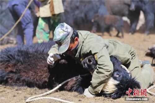 甘肃举行“剪牛毛比赛” 最快者4分钟剪完一头牛