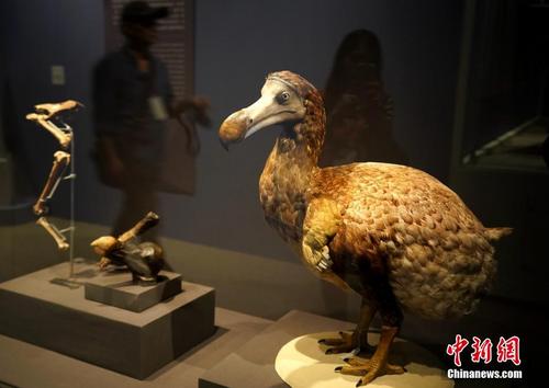 大英自然史博物馆展在台湾开展 