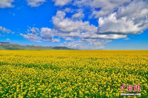 甘肃山丹马场油菜花开 遍地金黄引蜂来