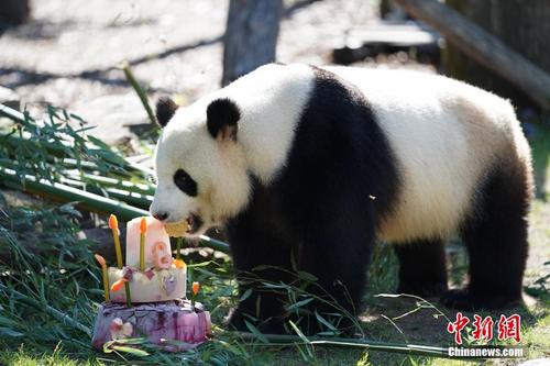旅德大熊猫“娇庆”在柏林迎来八岁生日 