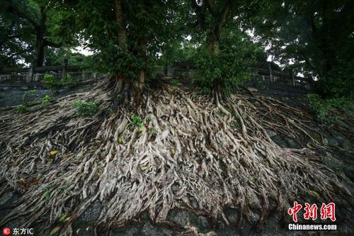 榕树撑破清代古城墙 根系发达如瀑布倾泻而下