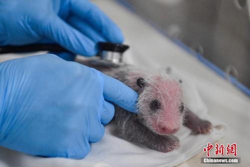 广州大熊猫“隆隆”升级当妈妈
