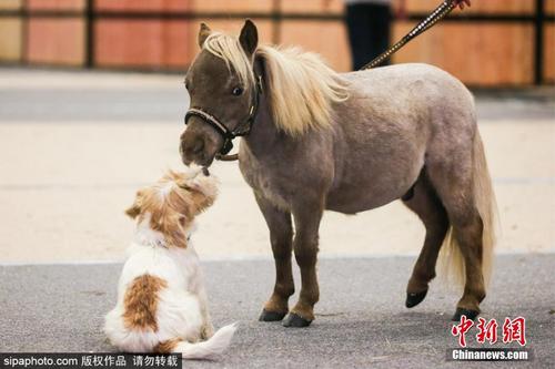 世界最小迷你马身高仅49厘米 与狗狗玩耍好治愈