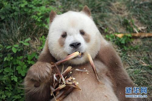 秦岭棕色大熊猫：“弃仔”到“七仔” 