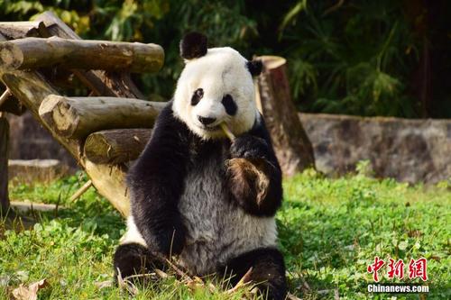海归老龄大熊猫“高高”结束隔离检疫与媒体见面 