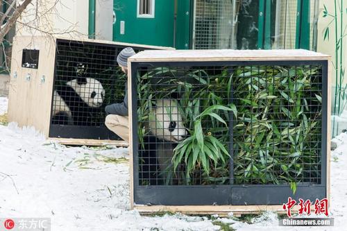 奥地利出生大熊猫龙凤胎启程回国