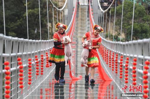 湖南九龙江举行玻璃桥抱猪跑迎农历新年