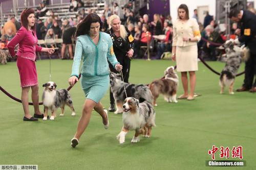 围观汪星人哪家强 美国2019西敏寺犬展举行