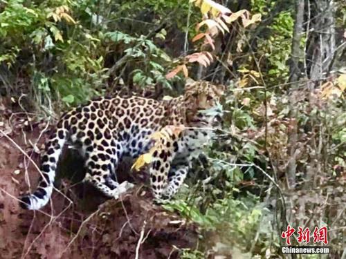 陕西黄陵国家森林公园现金钱豹