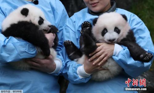 比利时大熊猫龙凤胎宝宝见面会 对镜头摆手微笑