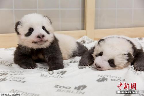 柏林动物园发布旅德大熊猫双胞胎近照 萌态可掬惹人爱
