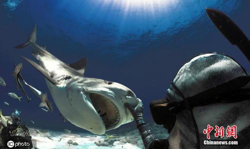 胆量惊人！老人潜水与虎鲨共游 离尖牙仅咫尺距离