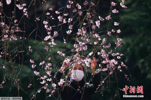 日本东京新宿御苑樱花盛开 民众戴口罩享受春季美景 