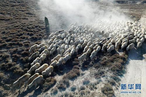祁连山10万牛羊“下山”异地借牧