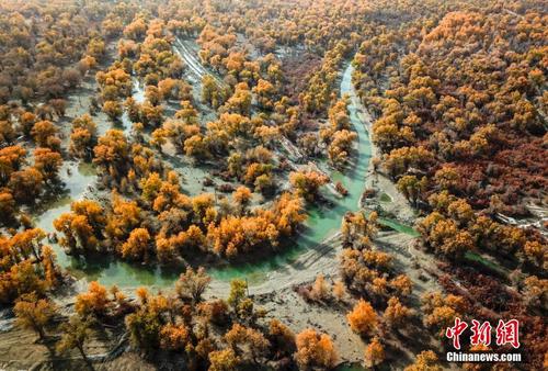 新疆塔里木河流域原始胡杨林层林尽染 